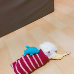 [우리집콩이] 우리집 강아지 <b>졸귀</b>징ㅎㅎㅎㅎ