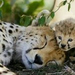 [방탄소년단] 복사해서 붙여넣기