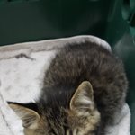 [고양이] 원치않던 집사가되었습니다