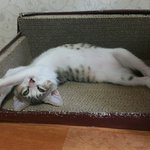 [고양이] 눈뜨고 주무시는 고양이