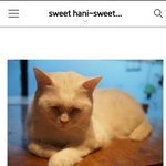 [방탄소년단] <b>고양이카페</b> 후기 보는데ㅋㅋㅋ