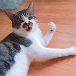 [고양이] <b>고양</b>고양
