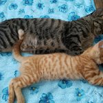 [고양이] 꼬미<b>토미</b> 꼼톰!