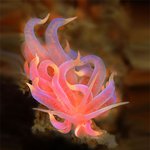 외계인 연상시키는 <b>바다달팽이</b>