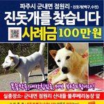 [간절히 찾습니다] 파주 군내면에서 사라졌습니다.진도견 백구입니다...