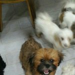 [강아지] 미용샾에 버리고 간 짜장이