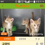 길고양이는 유기동물이 아닙니다