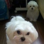 [댓글부탁해] 아 ㅠㅠㅠㅠㅠ어떡하지선택장애 ..