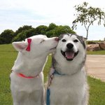 행복함 대놓고 표현하는 <b>멍뭉이</b>들