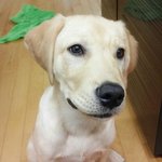 [꼬꼬상] <b>도니</b>의 일기