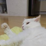 [고양이] 1년만에 왔어요 12살 할배 하루의 <b>일상</b> 보러 오세요