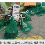 경동시장 양파망 아깽이들ㅠㅠ 살수 있는 기회를 주세요