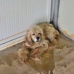 [도와주세요] 보이지 않는 눈으로 <b>철창안</b>에서 몸부림 치던 코순이