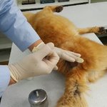 [도와주세요] 교통사고의 <b>아픔</b>을 또다시 이겨내야 하는 아더
