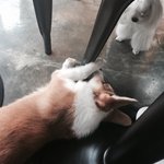 [방탄소년단] 아까 <b>애견</b>카페갔는데