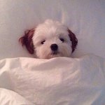 [굿<b>나잇</b>] ~~~~~~~잘자~~~~~~~