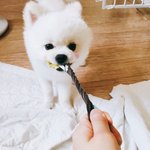 [강아지] 장모치와와&amp;<b>포메</b>.귀요미(6탄)