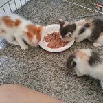 [고양이] 저는 어찌해야할까요?