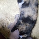 오늘 길고양이하늘로가다