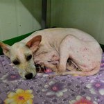 [도와주세요] 타는듯한 위험한 도로<b>위</b>에서 하염없이 기다리던 초록이
