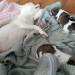 [강아지] 찰떡 <b>캐미</b>, 치와와 모녀 새우와 꾸미를 소개합니다