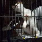[고양이] (입양완료)<서울,인천,경기>모든게 궁금해요~호기심 여왕...