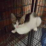 [고양이] <서울,인천,경기>토끼가 아니므니다. 너무 이쁘게 크고...