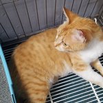 [고양이] (입양완료)<서울,인천,경기>미스터리묘 광애...광애만...