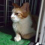 [고양이] <서울,인천,경기>구내염을 앓고 있지만 얼굴과 성격은...