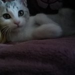 [고양이] 1년된 <b>성묘</b> 고양이 분양보내요