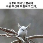 [방탄소년단] 방탄이 <b>뱁새</b>인 이유