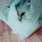 [고양이] 돌아온 내사랑냥<b>아치</b>3