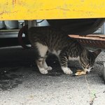 새끼 고양이 <b>입양</b> 부탁드립니다