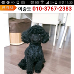 <b>가평</b>에서 분실한 블랙푸들을 찾습니다