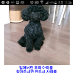 <b>가평</b>에서 분실한 블랙푸들을 찾습니다