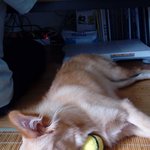 [조언부탁] 강아지 <b>미용</b>했는데;;