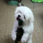 난쟁아 나 <b>낮술</b>한다