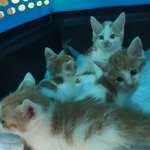 경동시장 양파망 <b>아기들</b> 구조소식.. 그리고 후지마비 냥이ㅠㅠ