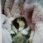 [고양이] 굳세어라 금복냥~