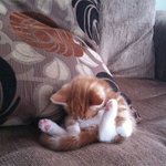 보쌈해 가고픈 '<b>숙면</b> 중 아기냥이'