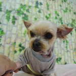 [도와주세요] 새벽녘..<b>포대</b>자루 위에 버려진 요정이의 상처를 사랑으로...