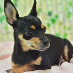 [도와주세요] 인간의 욕심으로 망가진 <b>베리</b>의 마음을 따뜻하게 채워주실...