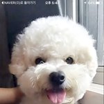 말썽쟁이 우리 <b>로비</b>니를 소개합니다(두번째이야기)