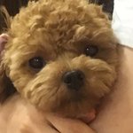 [강아지] 많은 관심에 토이푸들 <b>모카</b>의 일상 2탄이예용 ( 귀여움주의*...