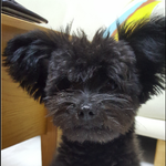 [강아지] 까미를 소개합니다