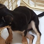 강아지 앉아있는 자세가 이상합니다