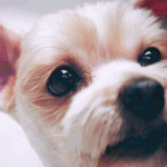 [EXO] <b>주인</b>닮았네
