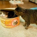 [VIVI] 축구못해도 다 골키퍼