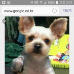 [EXO] 별이 견종 <b>요크셔테리어</b> 맞냐?