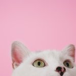 예쁜 사진 뿌린당 <b>핑크색</b> 좋아하는 판녀들만!
